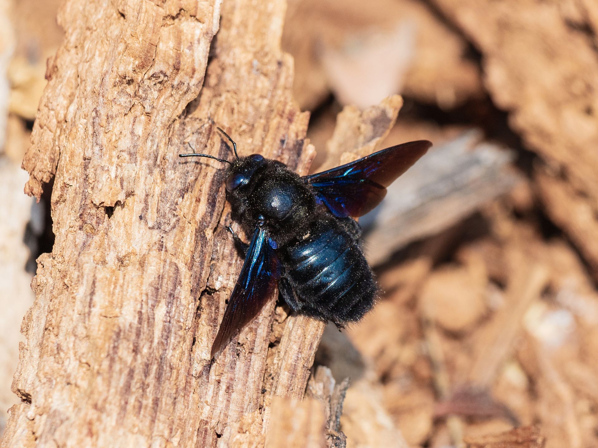 Carpenter Bees Control Services - B & B Exterminating Carpenter Bees Control Services - B & B Exterminating