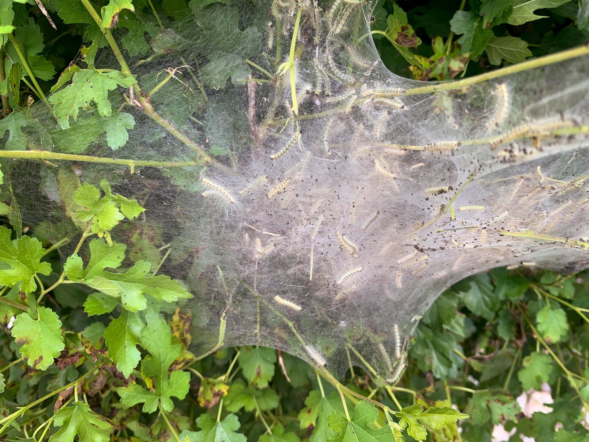 Sod Webworm Control Services - B & B Exterminating
