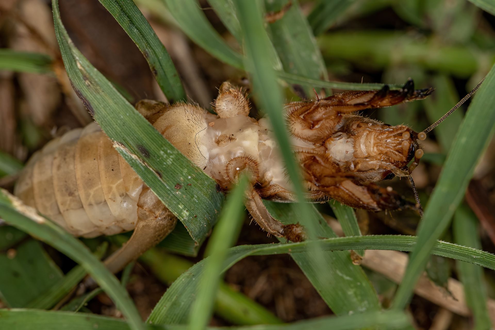 Mole Cricket Control Services - B & B Exterminating
