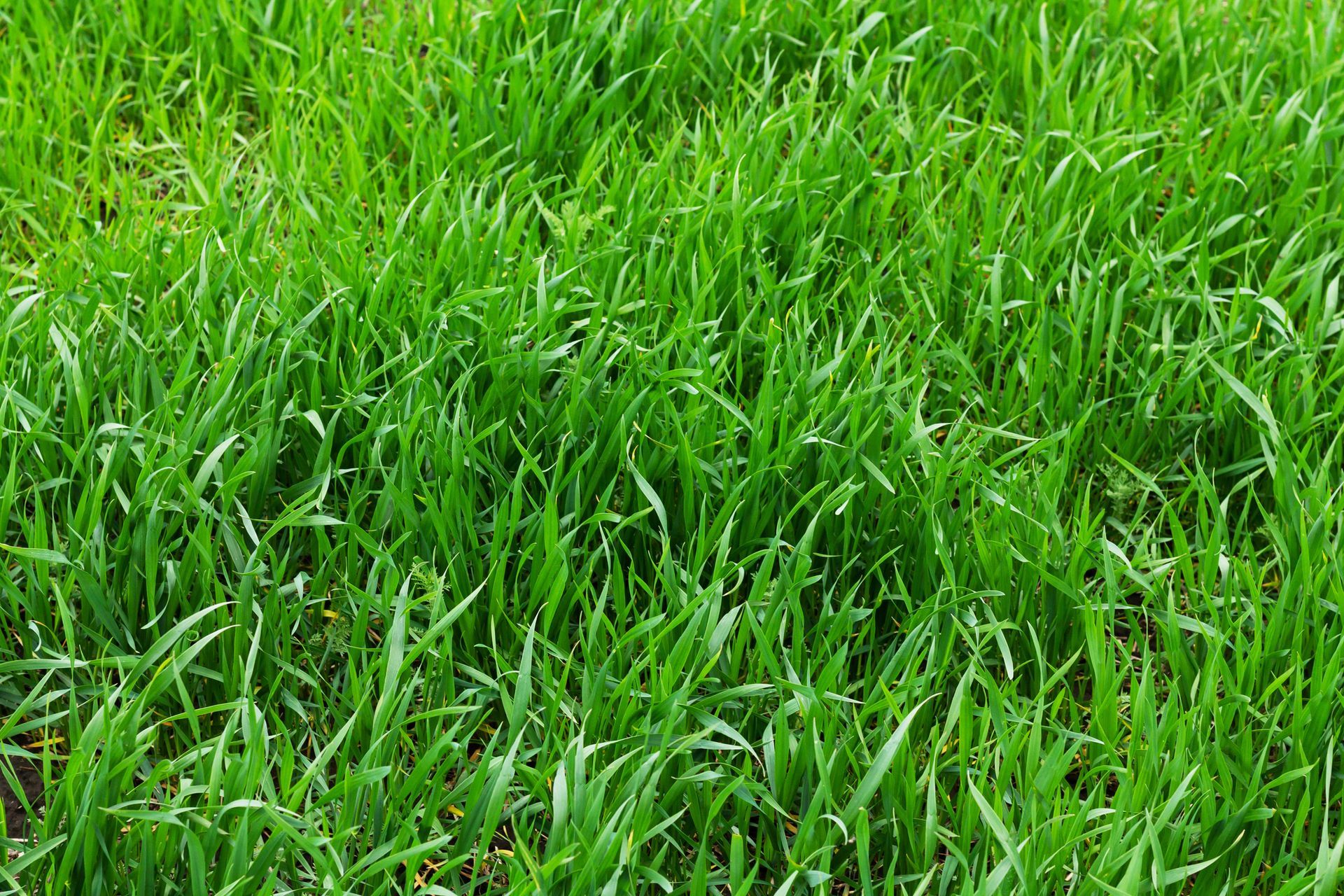 Tall Fescue Brown Patch Disease - B & B Exterminating