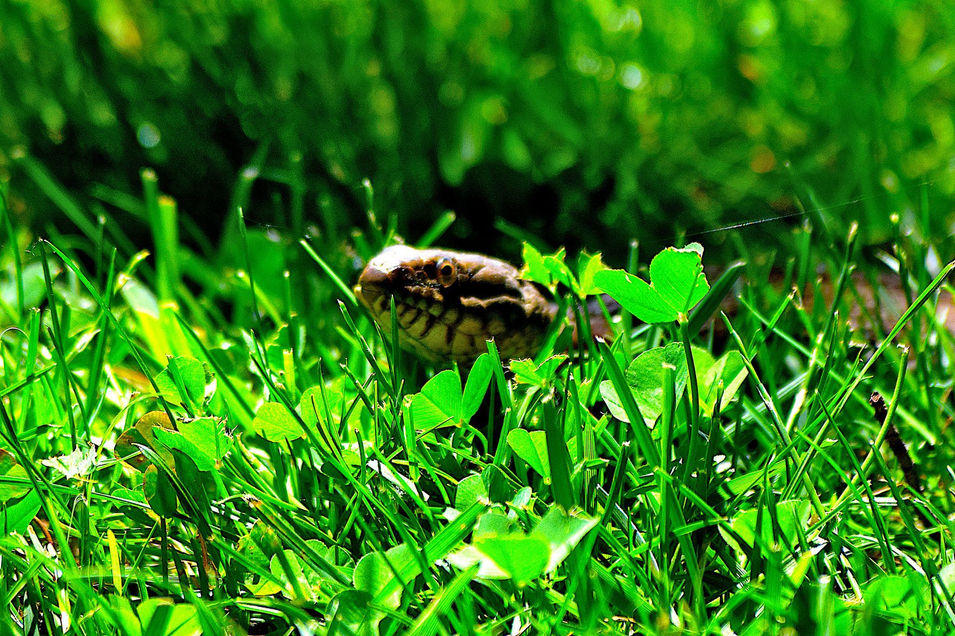 Snakes Control Services - B & B Exterminating Snakes Control Services - B & B Exterminating