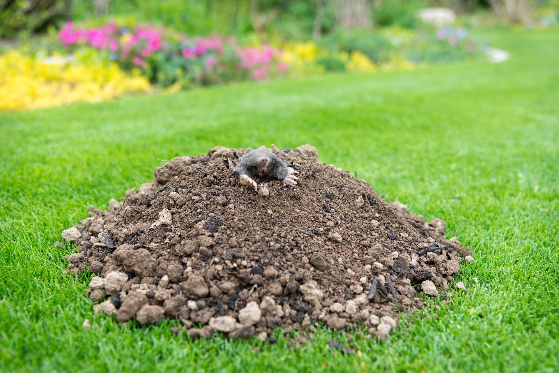 Mole Control Services - B & B Exterminating
