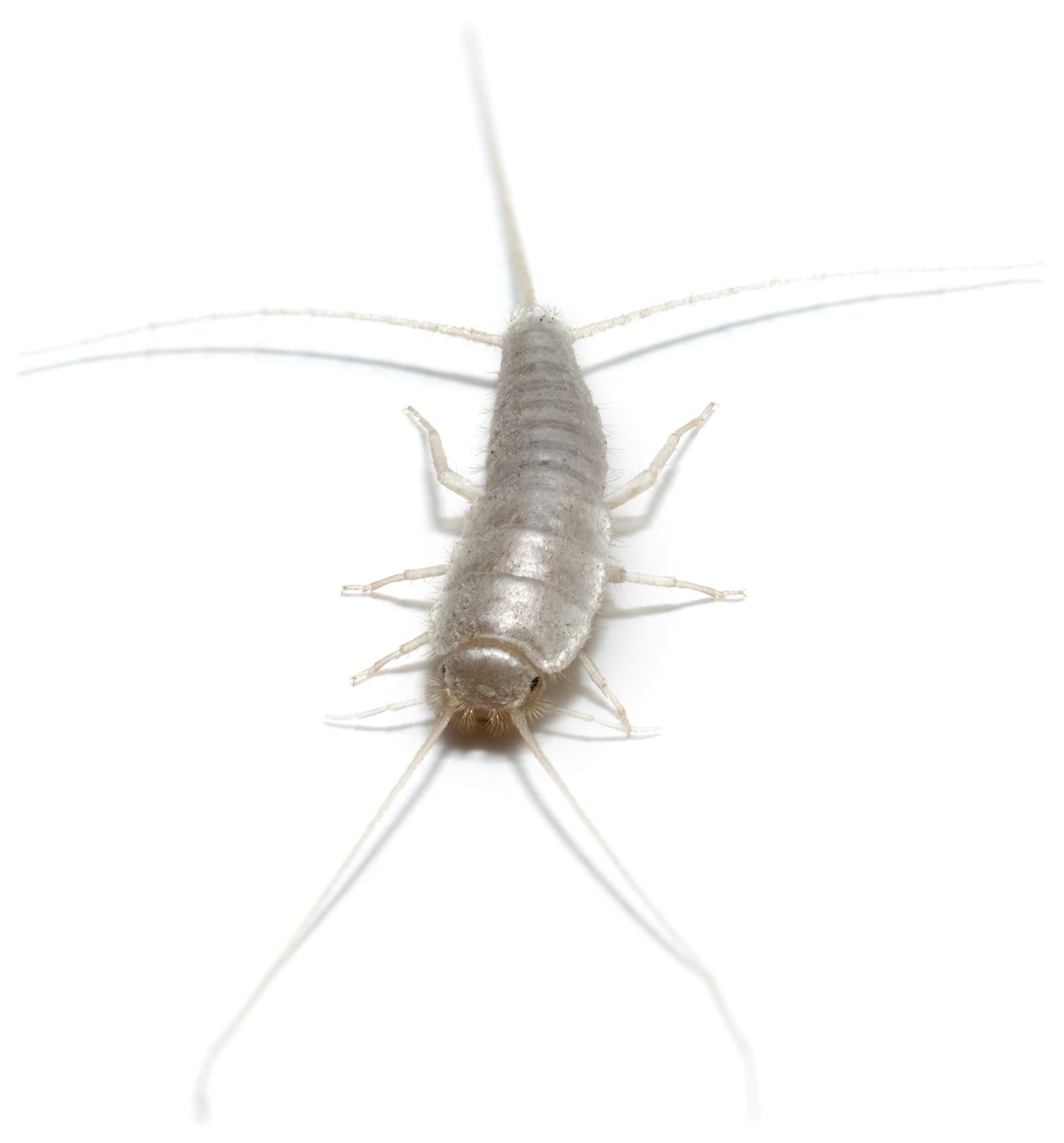 Silverfish Control Services - B & B Exterminating
