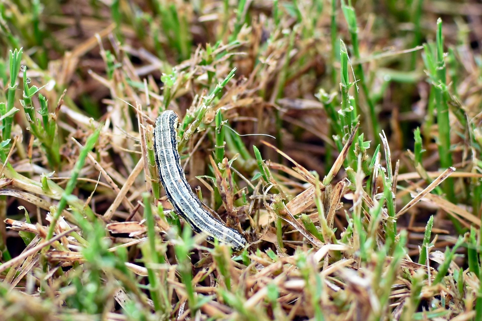 Light Brown Sod Webworm Control Services - B & B Exterminating

