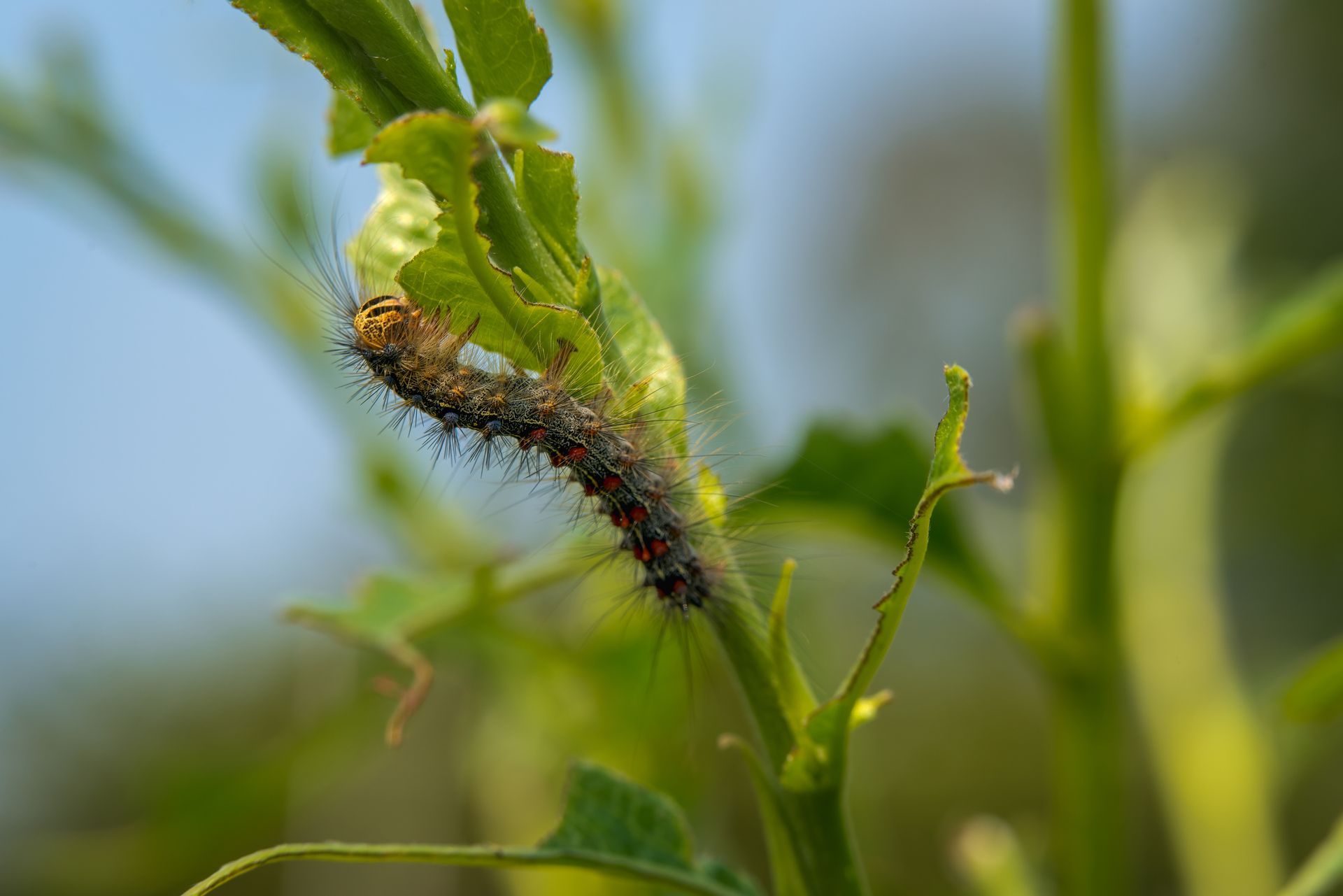 Caterpillar Larvae Control Services - B & B Exterminating
