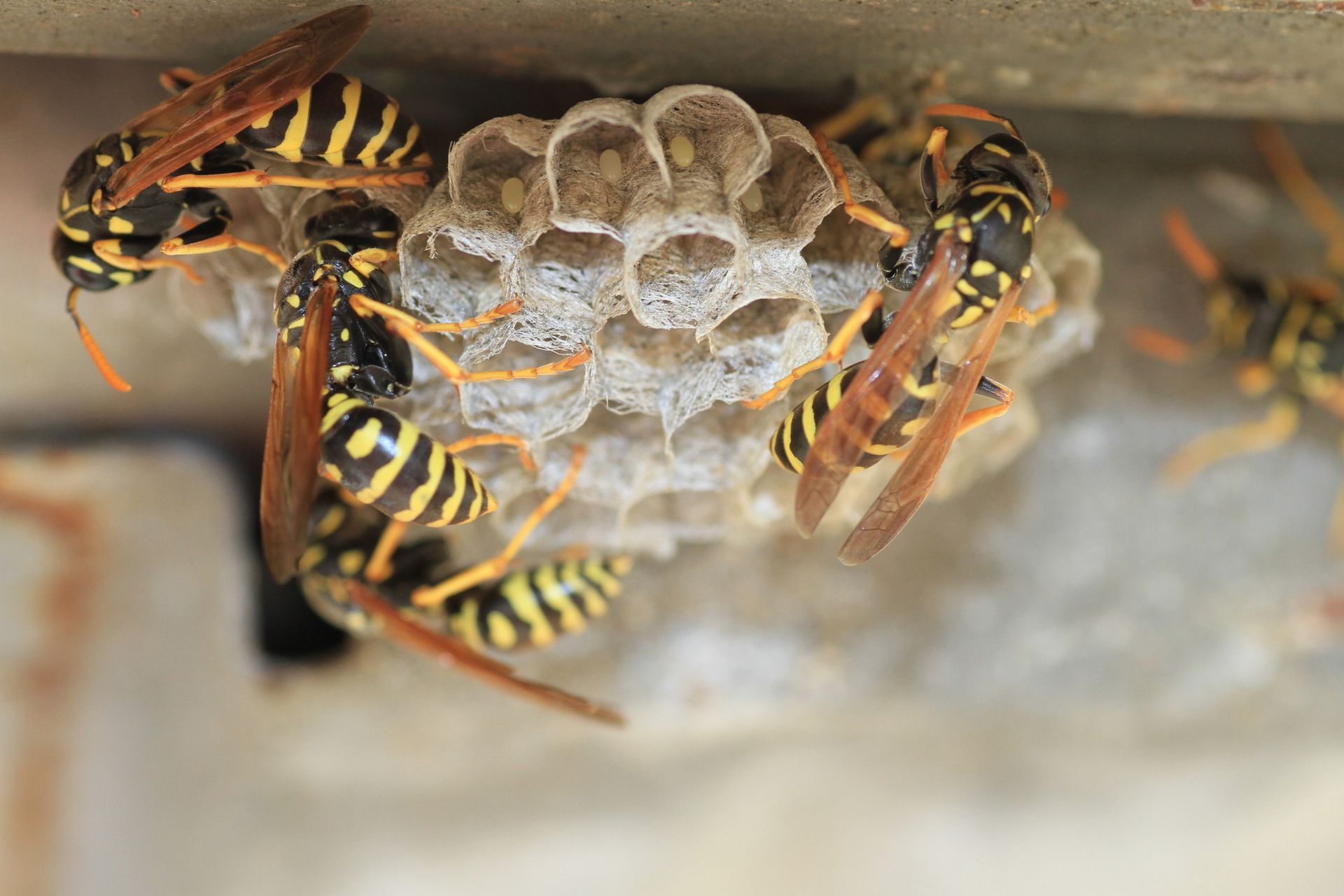 Wasps Control Services - B & B Exterminating Wasps Control Services - B & B Exterminating