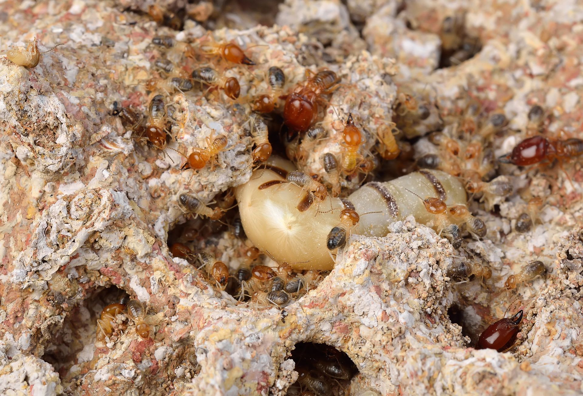 Formosan Termite Control Services - B & B Exterminating Formosan Termite Control Services - B & B Exterminating
