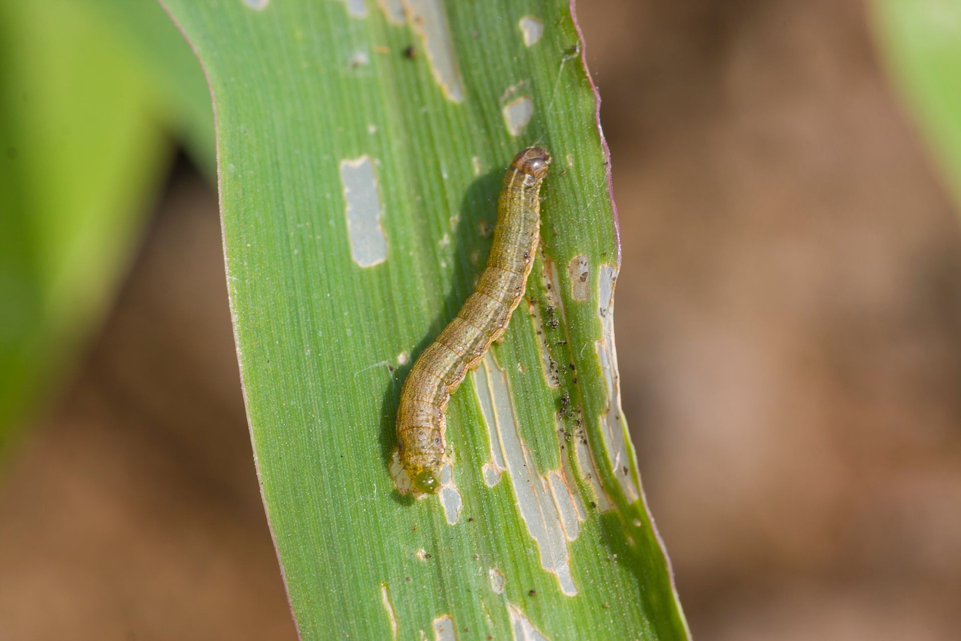 Sod Webworm Control Services - B & B Exterminating
