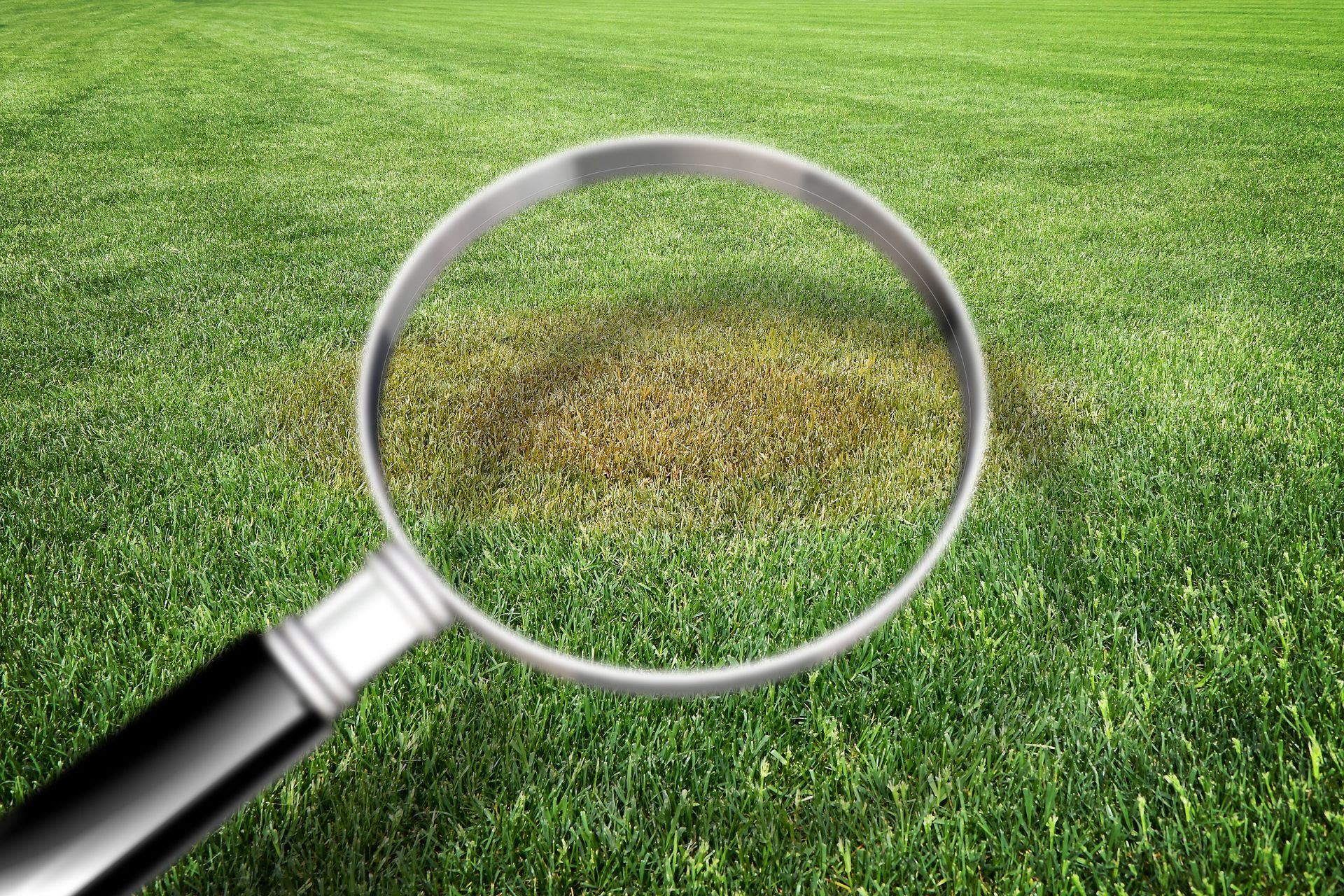 Monitoring & Early Detection Services - B & B Exterminating
