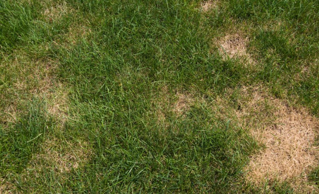 Lawn Brown Patch Care - B & B Exterminating
