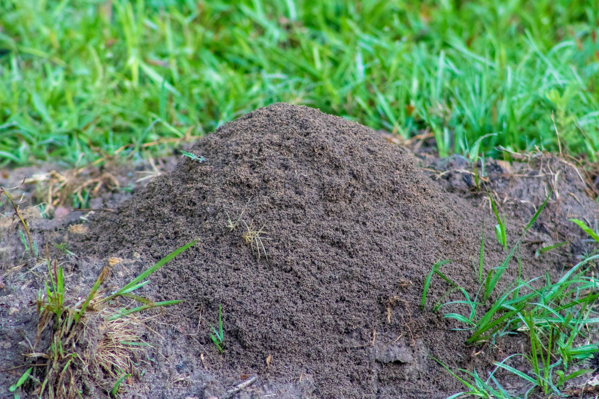 Fire Ants Control Services - B & B Exterminating
