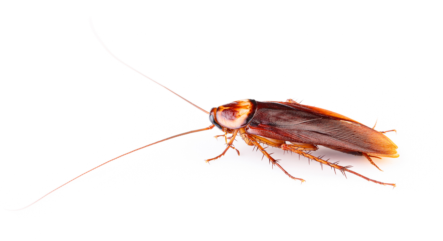 Cockroach with brown body and long antennae on a white background.