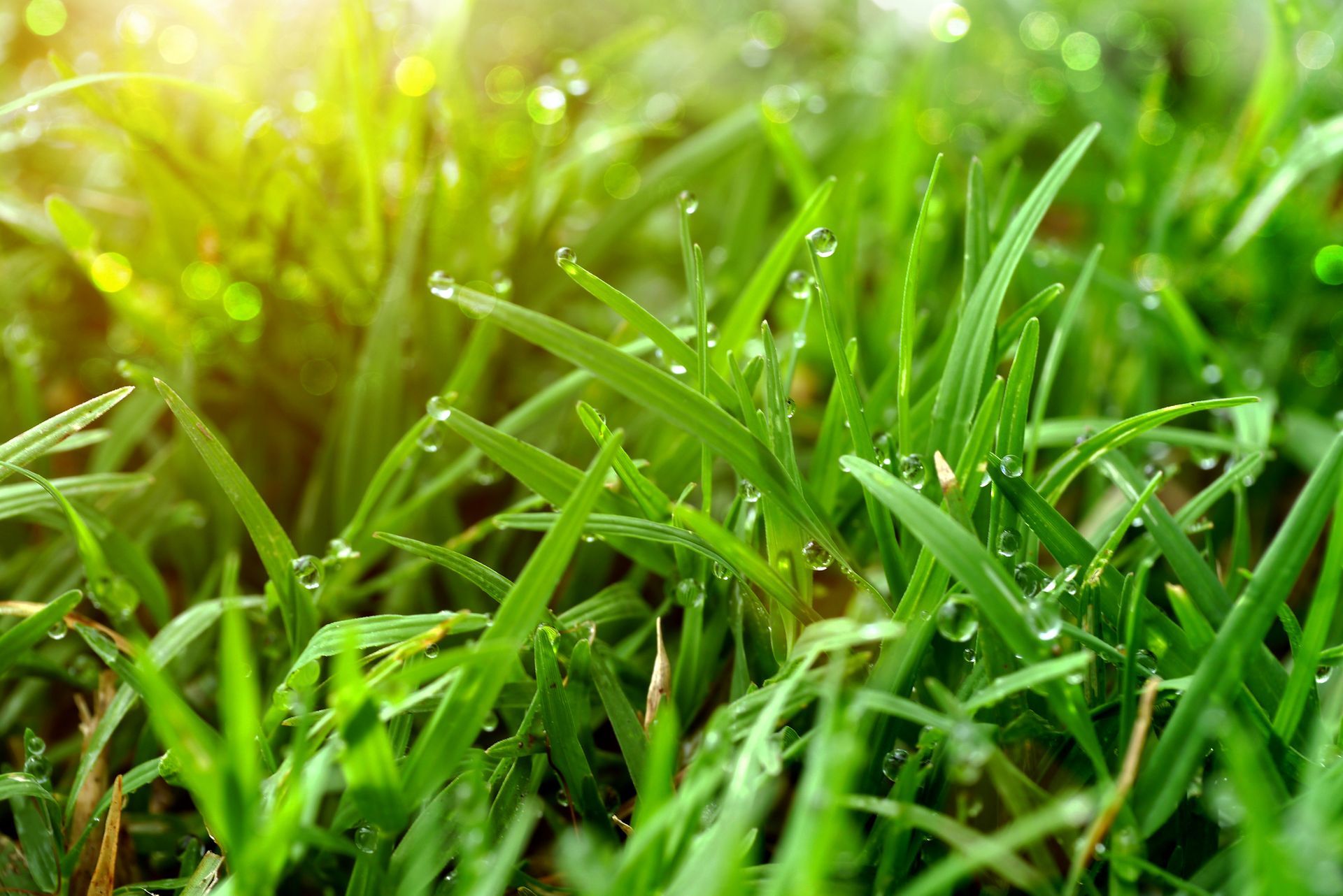 Grass Sod Webworm Control Services - B & B Exterminating
