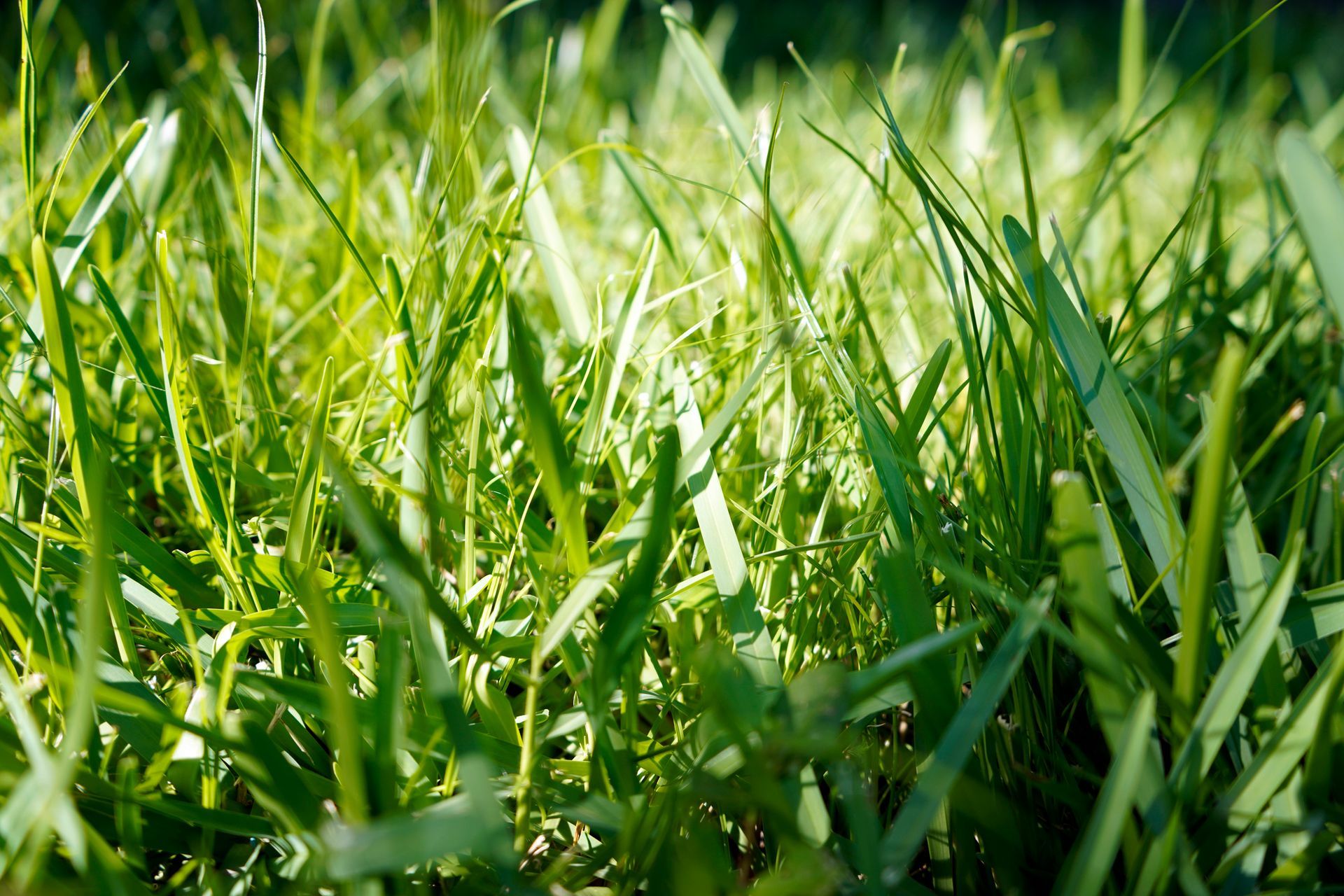Grass Brown Patch Disease - B & B Exterminating
