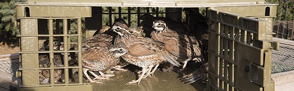 Crate of Quail