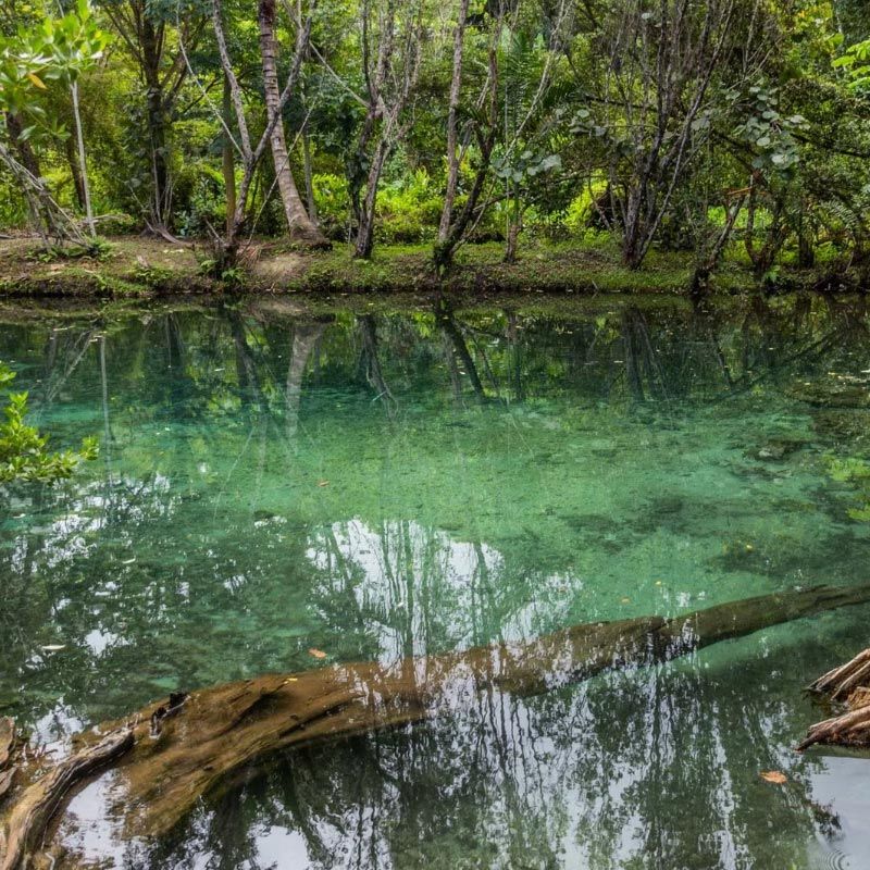 A large body of water surrounded by trees in the middle of a forest.