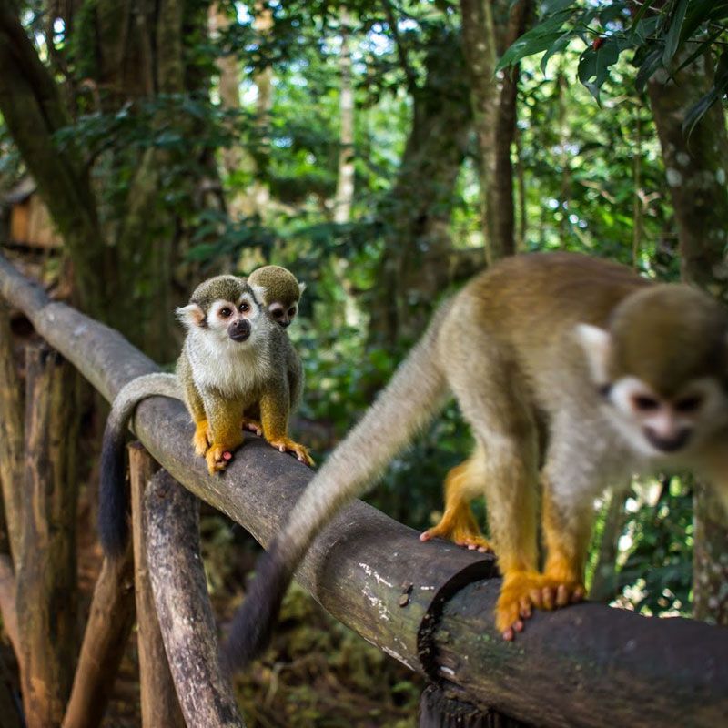 Two squirrel monkeys are sitting on a wooden railing.