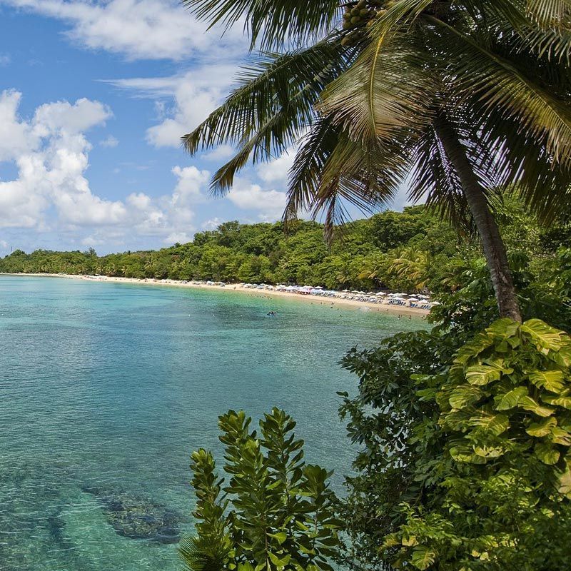 A tropical beach with a palm tree in the foreground