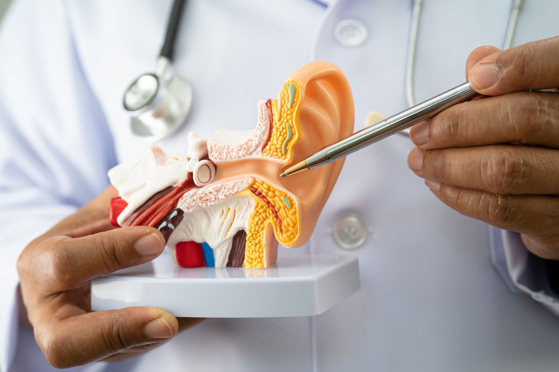 Image of a doctor explaining the anatomy of the human ear