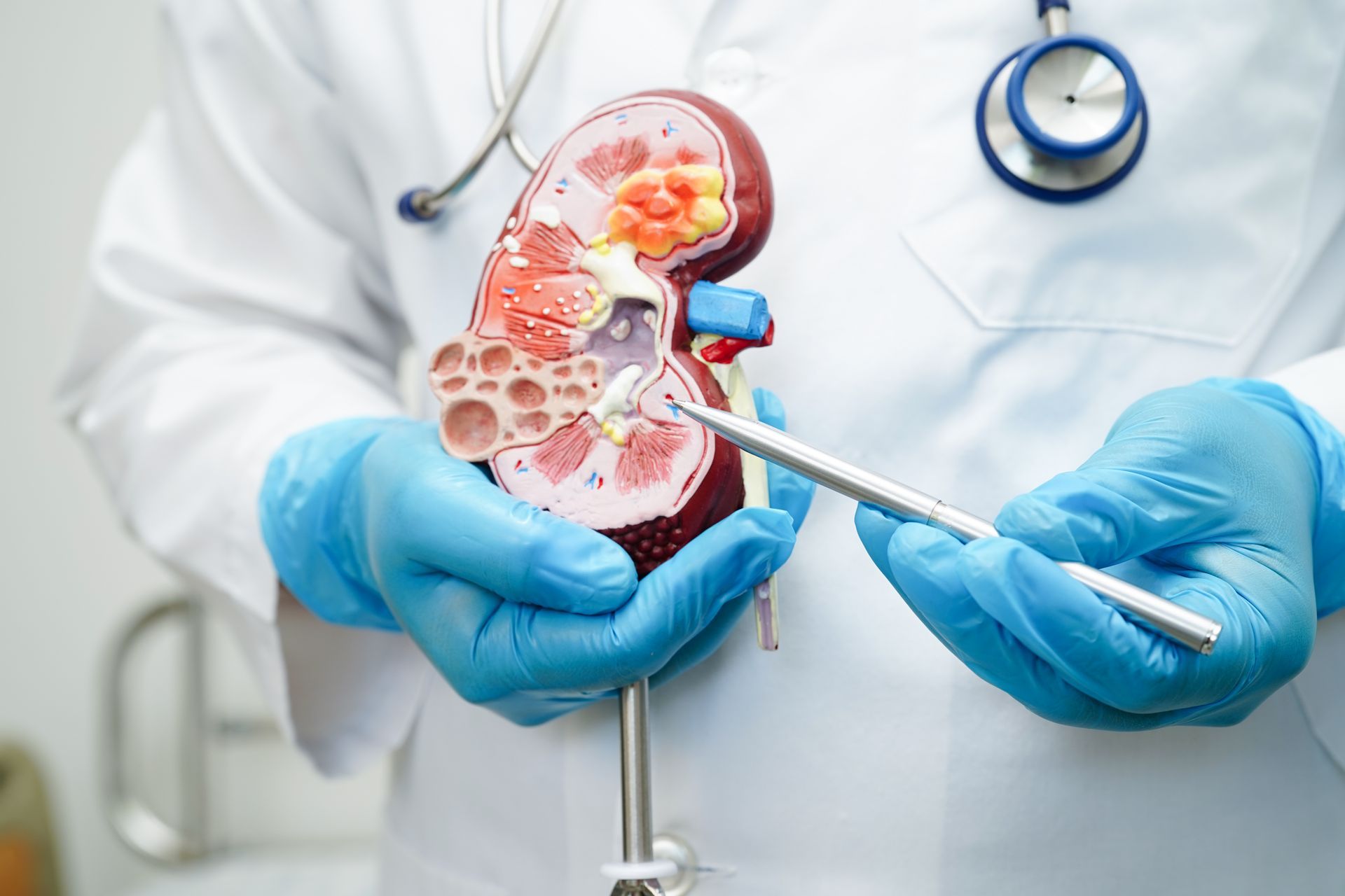 Image of a doctor explaining the anatomy of a human kidney
