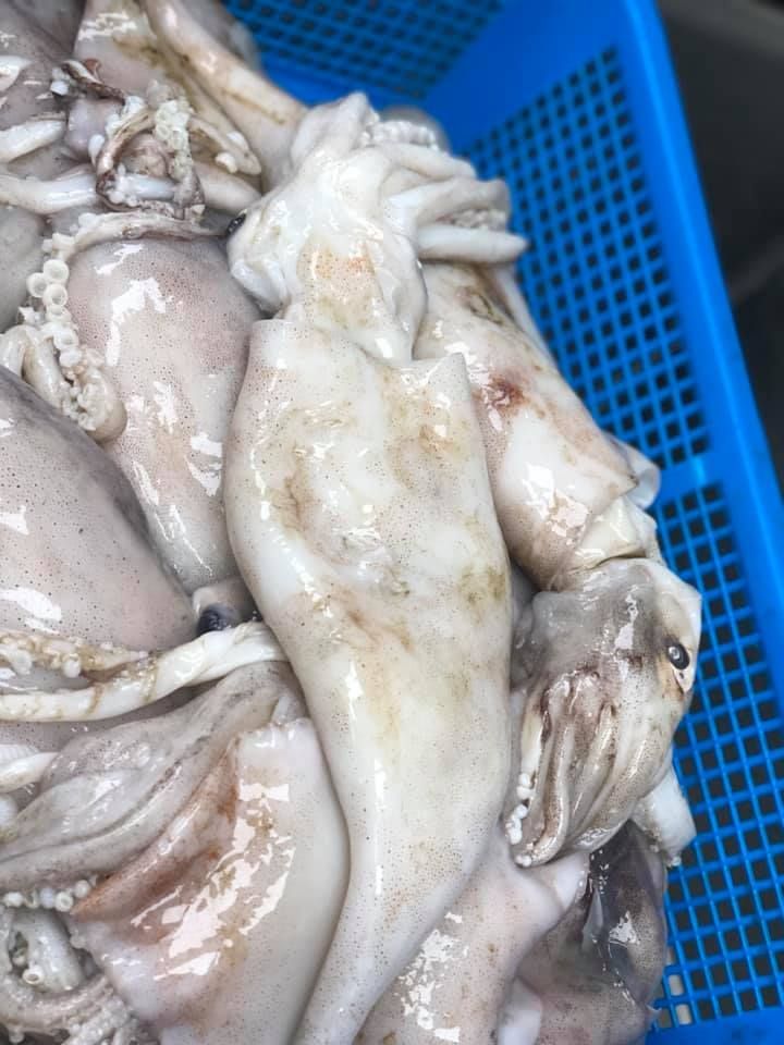 Raw squid piled in a blue plastic basket, pale bodies and tentacles visible
