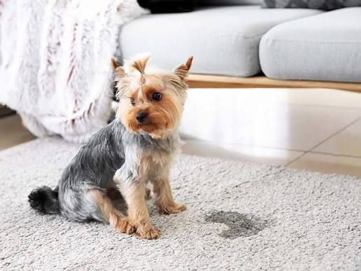 how-to-clean-dog-pee-from-carpet