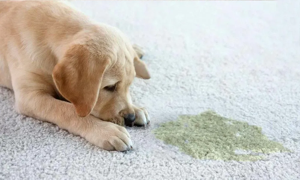 how-to-clean-dog-pee-from-carpet