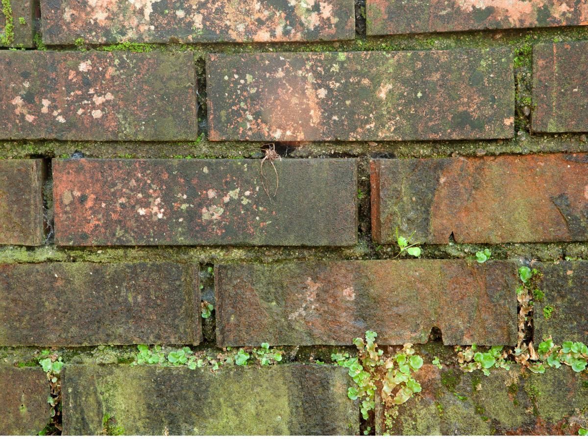 Jimmy's External Cleaning Services before wall cleaning in Bradford