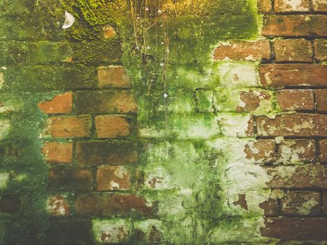 Jimmy's External Cleaning Services before cleaning a brick wall