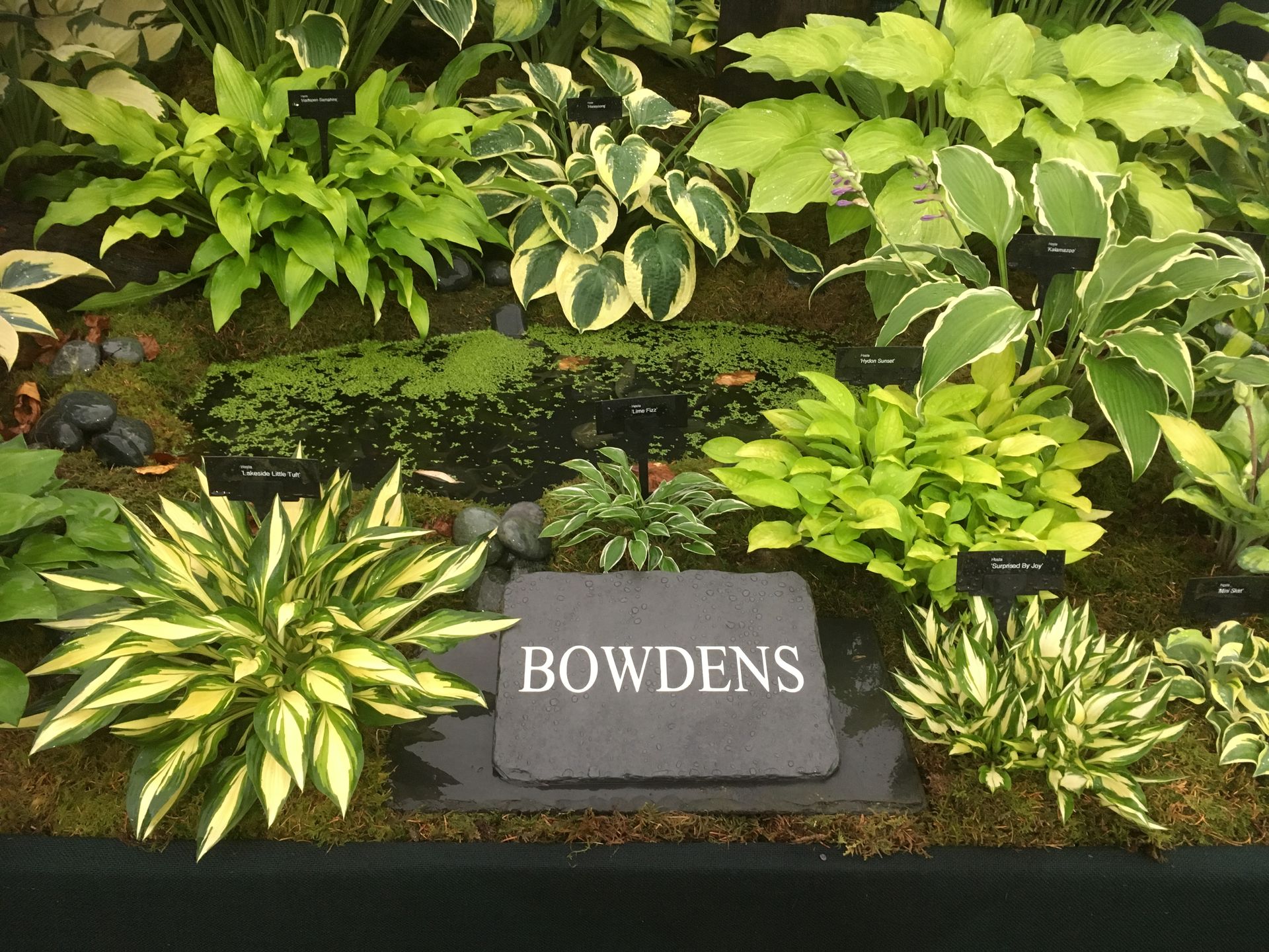 Unique Gardens in Devon | National Hosta & Agapanthus Collections