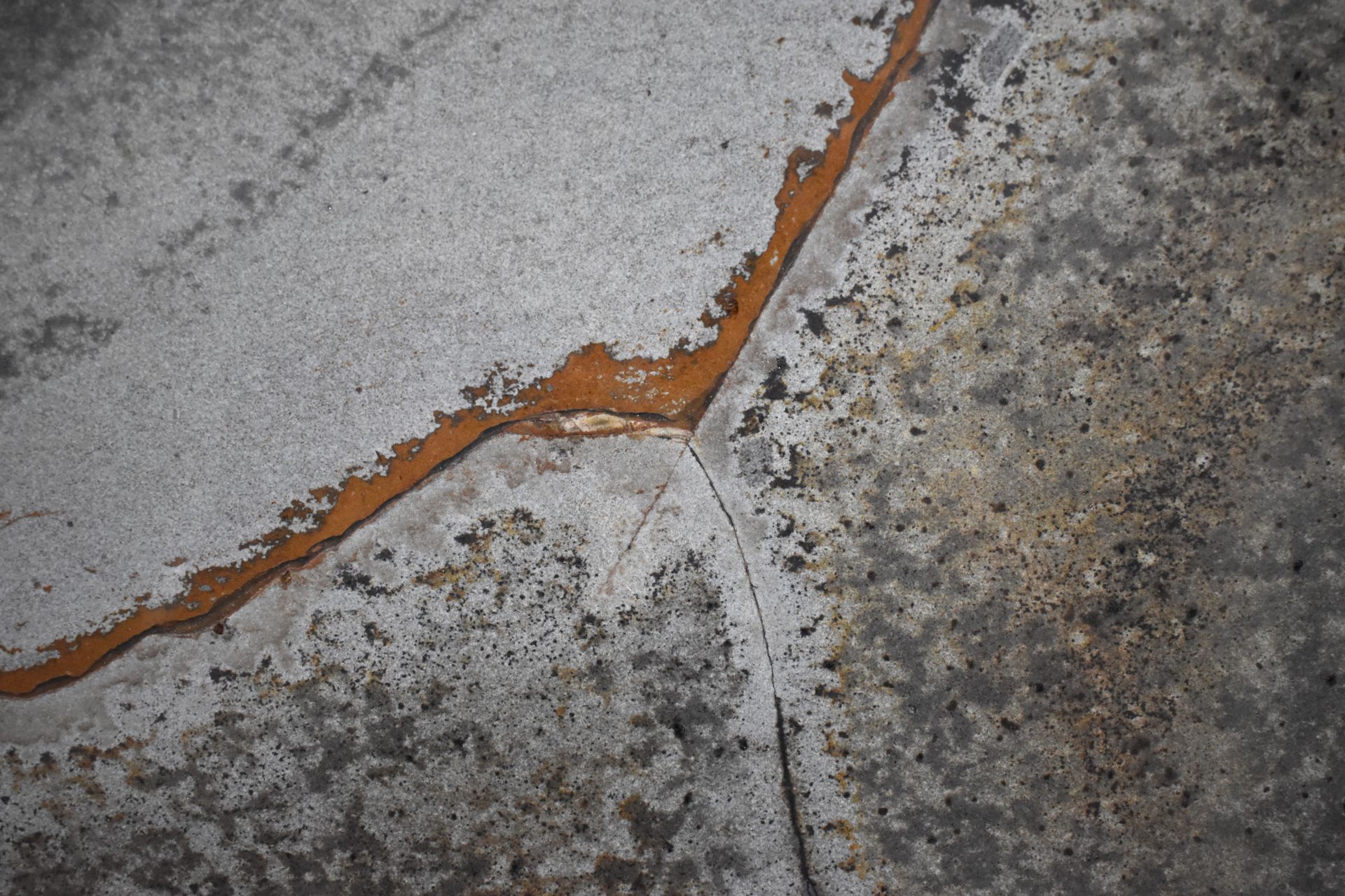 Brazilian Fossil 1102
