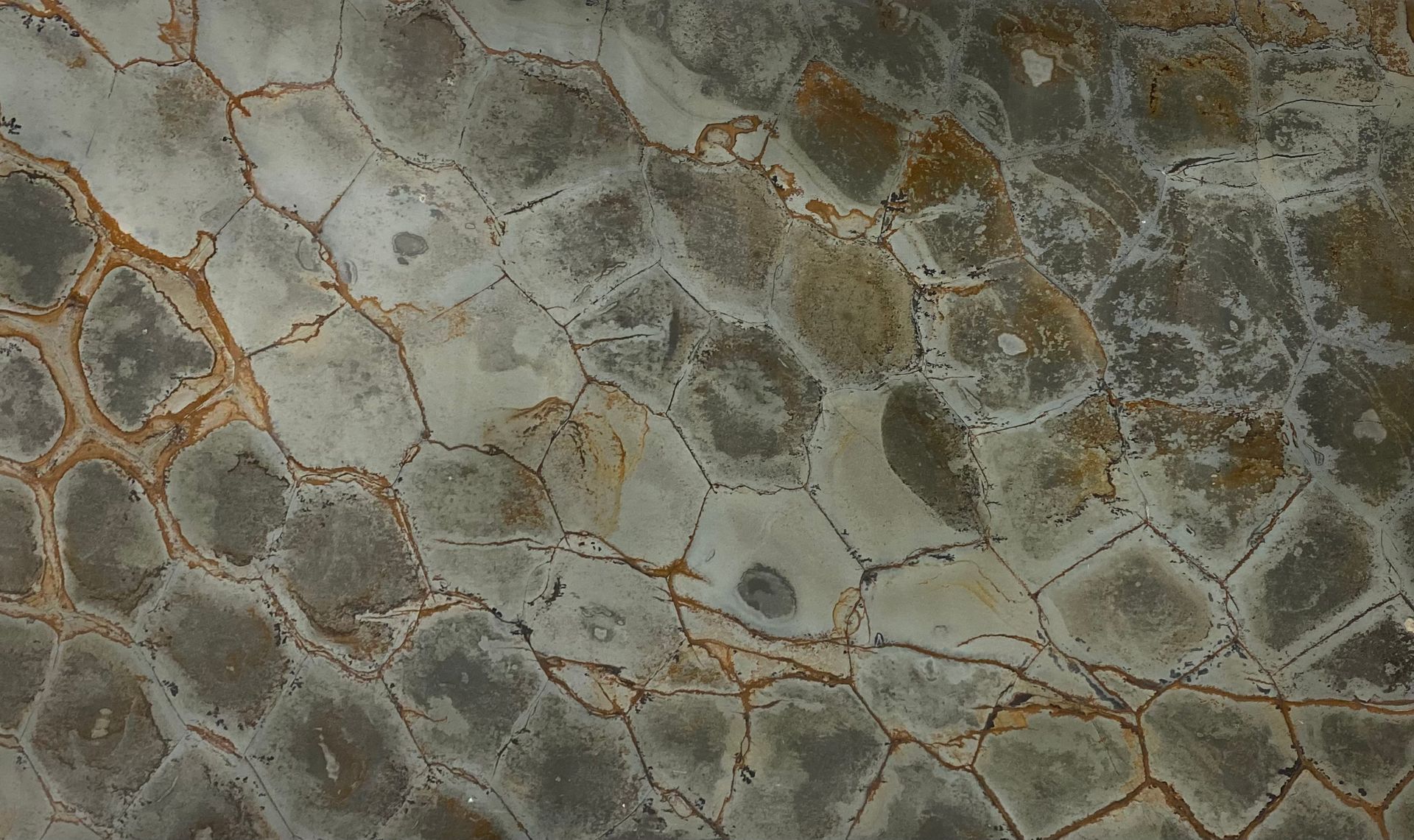 Brazilian Fossil 1102