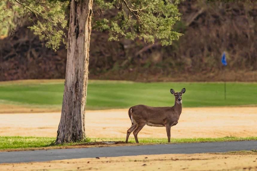 A deer is standing next to a tree on a golf course.