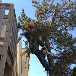 Man Pruning Tree — Atlantic and Cape May Counties in Southern New Jersey — Tree Works