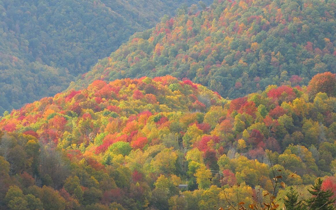 A lush green forest with trees that are changing colors