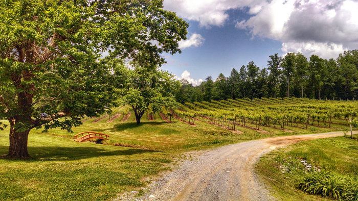 A dirt road winds through a vineyard on a sunny day
