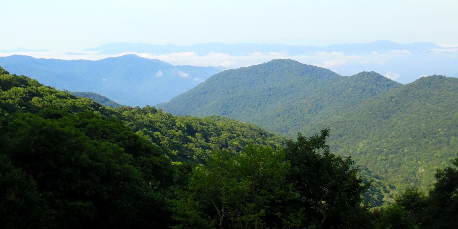 A view of a mountain range with trees in the foreground