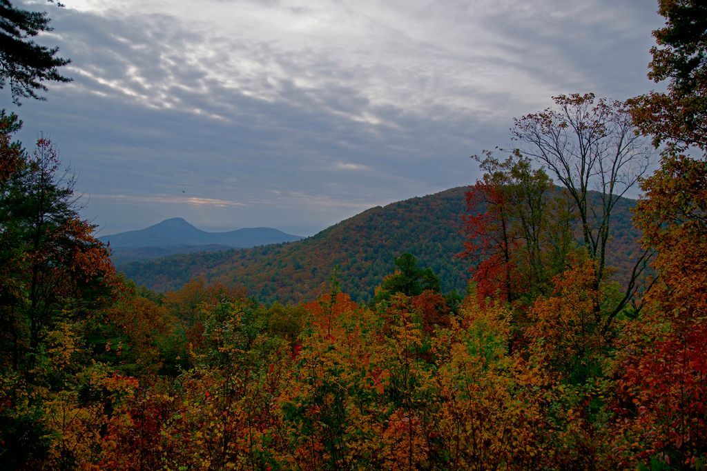 A view of a forest with mountains in the background