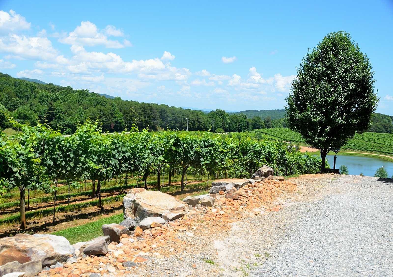 A tree in the middle of a vineyard next to a river