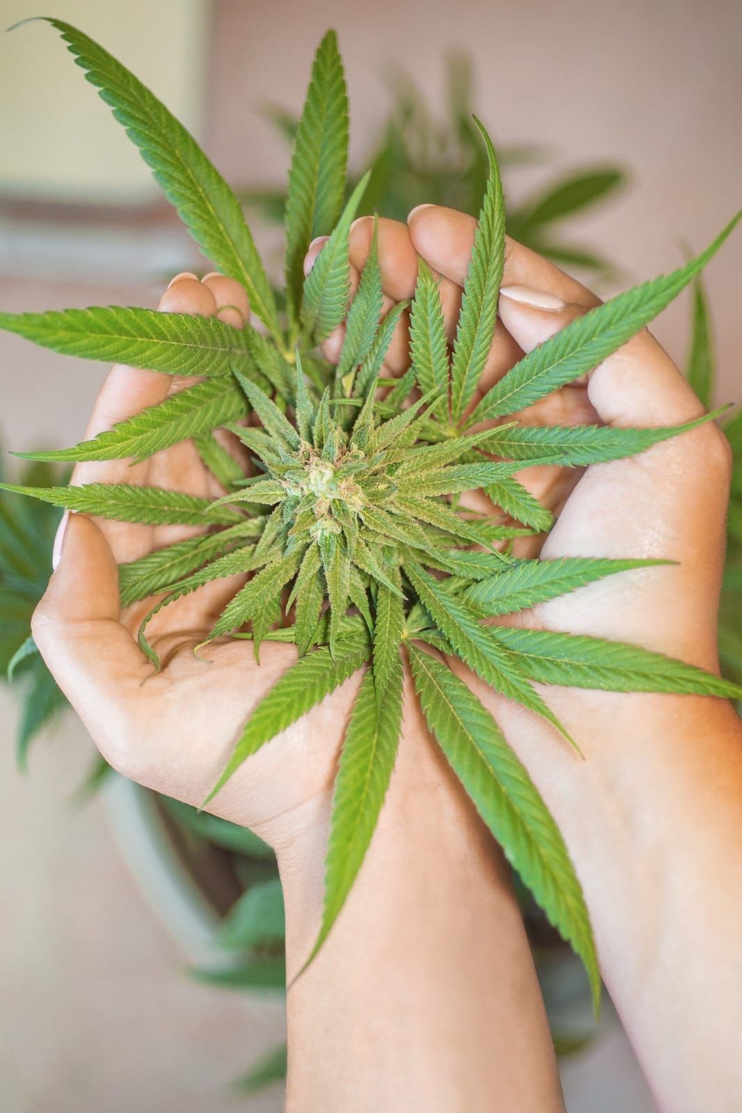 Main tenant un plant de cannabis avec des feuilles vertes et un bourgeon en floraison