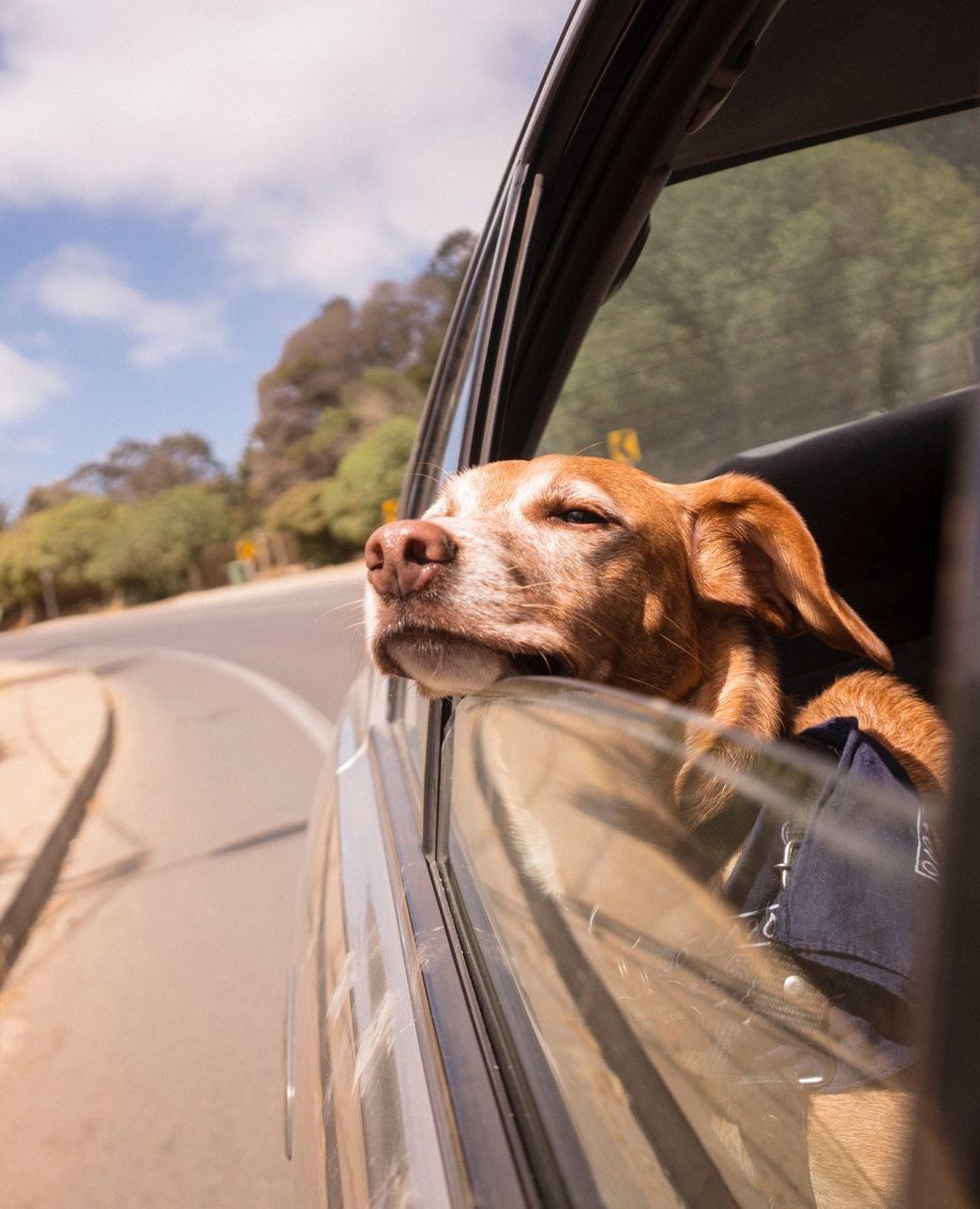 a dog sticking its head out of a car window