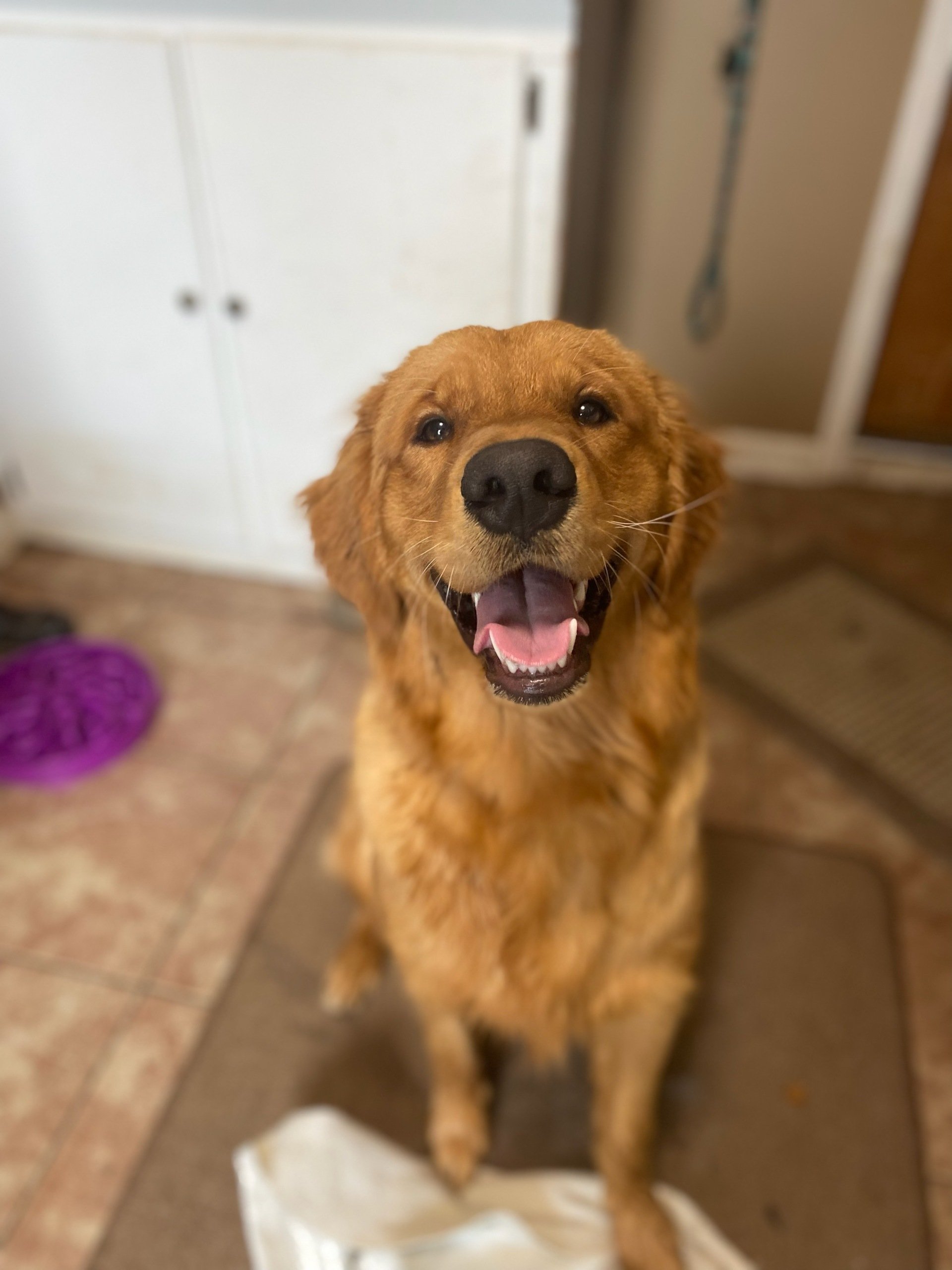 Dog Training Albany Ga - bh4dr0y