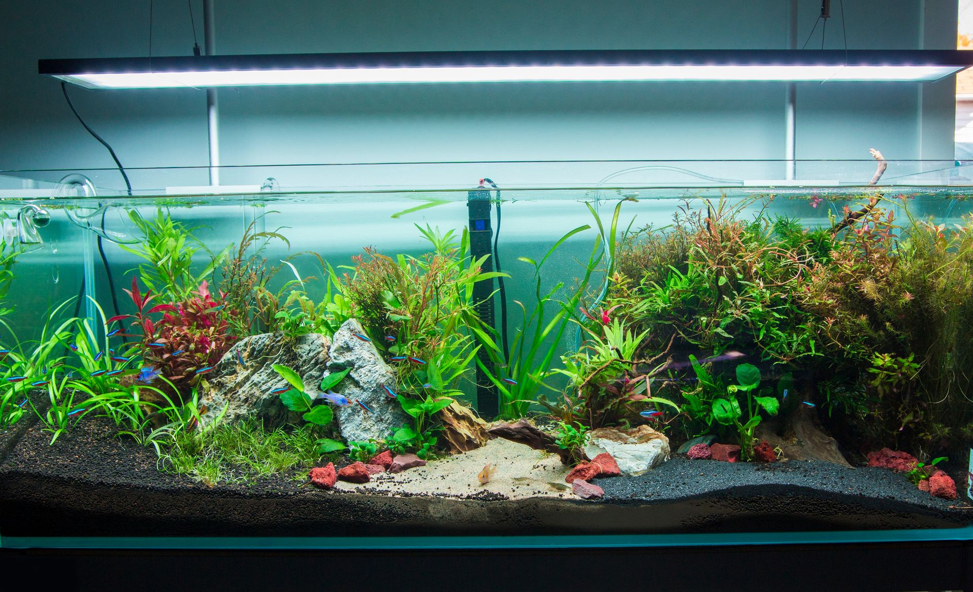Expert Aquarium Maintenance & Design Edmond, OK AAS