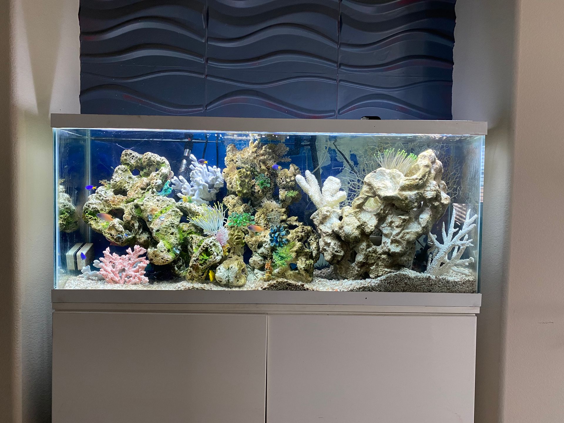 Expert Aquarium Maintenance & Design Edmond, OK AAS