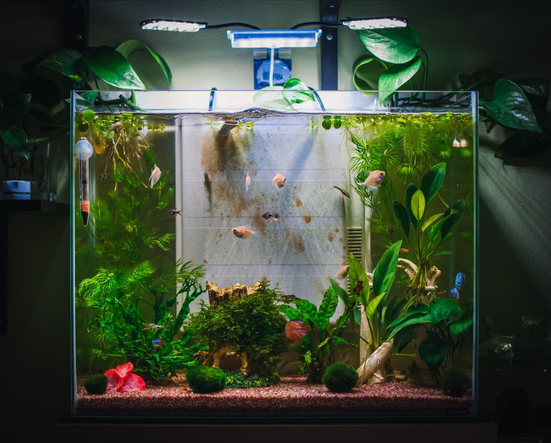 Expert Aquarium Maintenance & Design Edmond, OK AAS