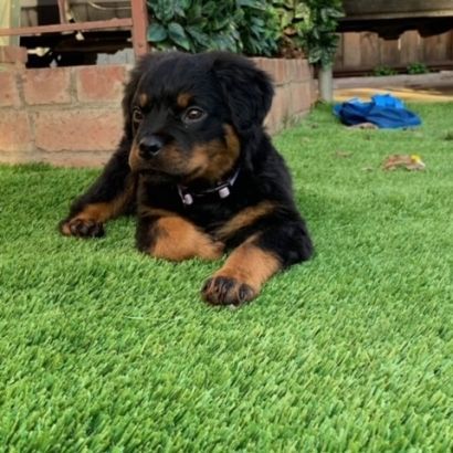 puppy laying on artificial pet turf
