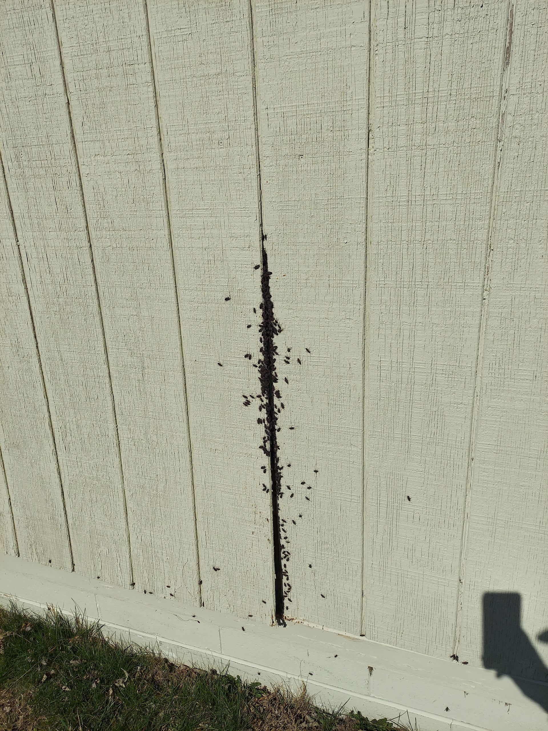 Residential Pest Control 35+ Years Experience AllPest Pest Control