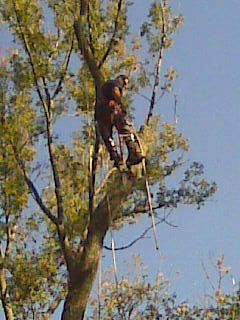 Tree Removal Service Tree Removal Service