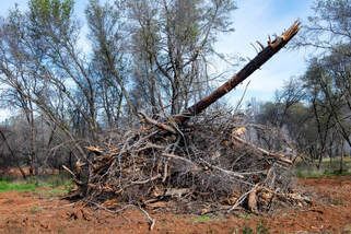 A pile of logs in a field with trees in the background.