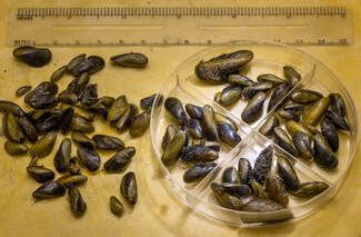 A plate of mussels next to a ruler on a table.